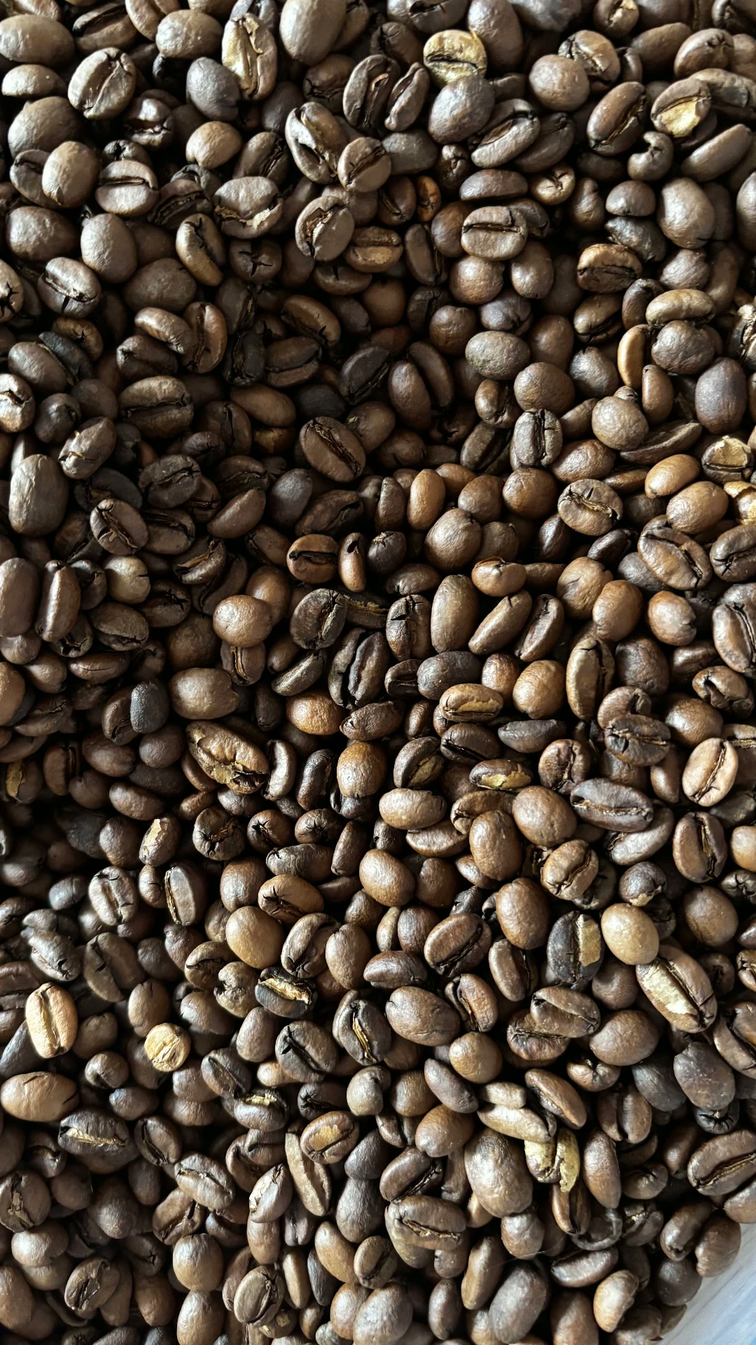 Grains de café fraîchement torréfiés